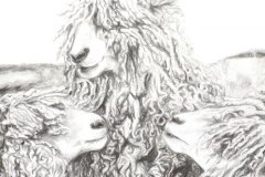 Woolly-sheep-pencil-drawing-emily-dewsnap-art